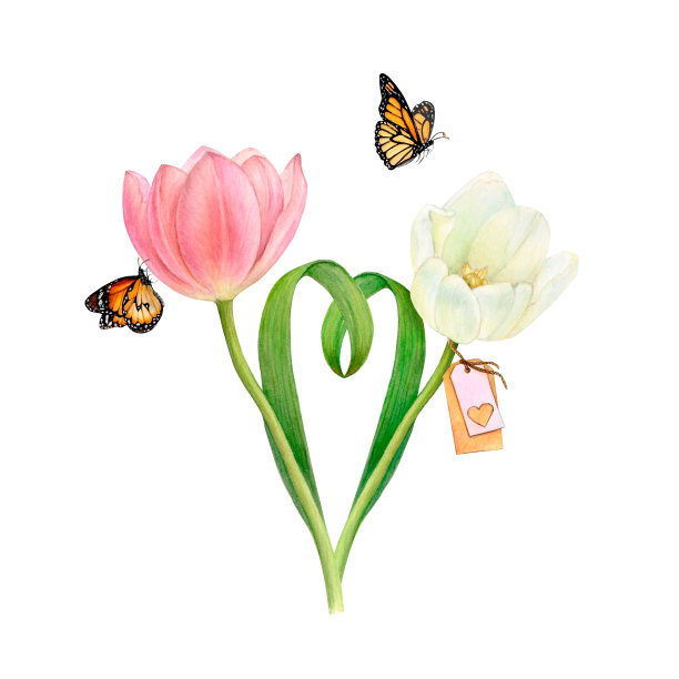 水彩画两个温柔美丽的粉红色和白色郁金香与心形的叶子和两只蝴蝶在白色的背景图片下载