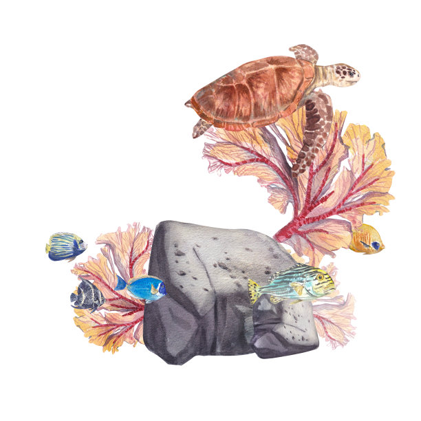 海龟与异国情调的鱼在一块岩石的背景与珊瑚隔离在一个白色的背景。一只海龟和水下植物的水彩插图。这幅画适合作明信片。图片下载