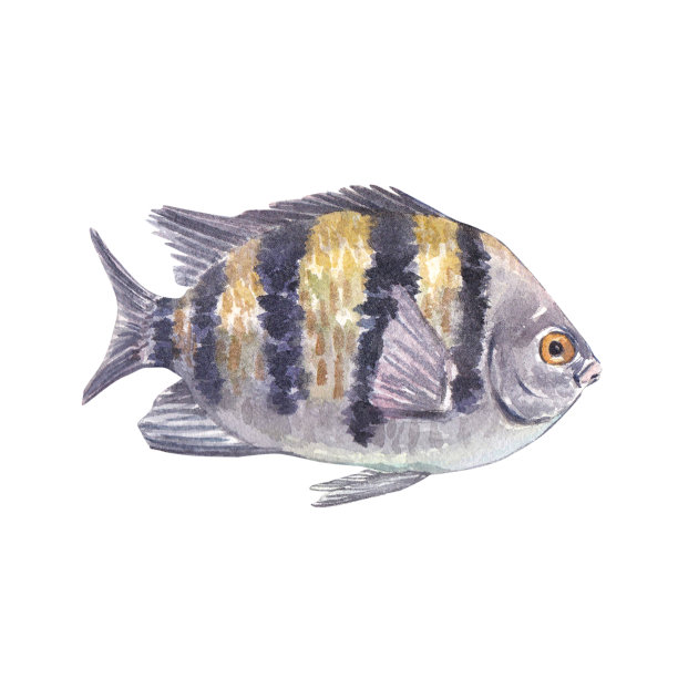 奇异的灰黄色条纹鱼孤立在白色的背景。水下动物的水彩插图。水族馆。该图纸适用于设计、包装、标签。图片下载