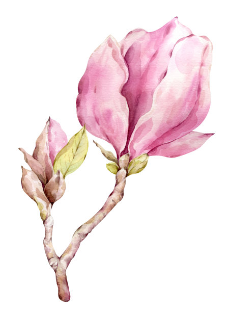 水彩画木兰植物的自然元素在白色的背景。粉红色的花。春天的装饰。图片下载