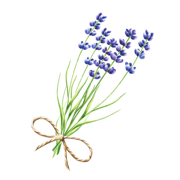 水彩白色雏菊花插图孤立的白色背景。洋甘菊。详细介绍美容产品和植物学集，美容和医学。适合设计师，水疗装饰，明信片，包装纸，剪贴簿，封面，邀请函，海报图片下载