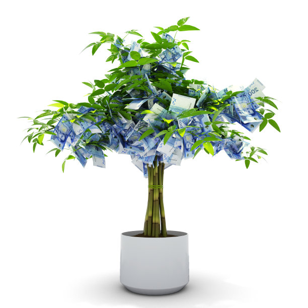 摩洛哥迪拉姆树。3d渲染的钱在树上孤立的白色背景。经济增长图片下载