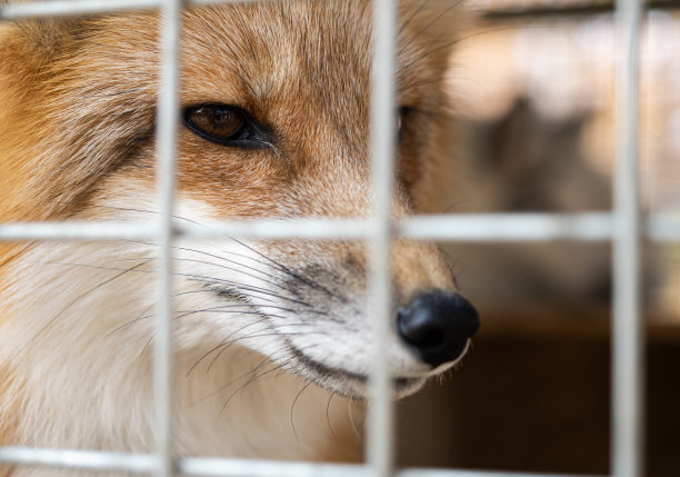 笼子里的狐狸图片下载