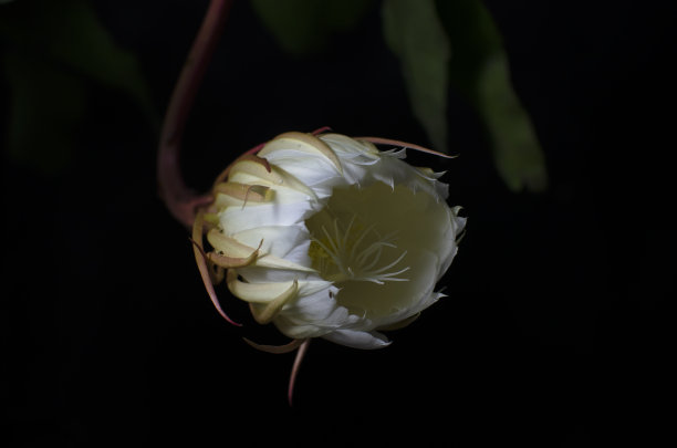 菊菊盛开了一半。这种花在晚上只开一次图片下载