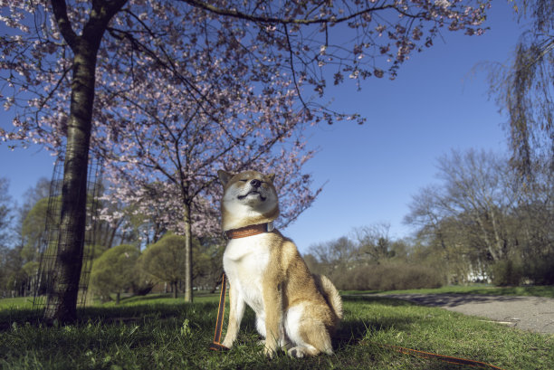 樱花盛开的春日里，一只日本柴犬在公园里休息。图片下载