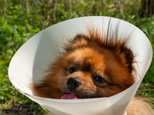 带着医疗项圈散步的斯皮兹狗。图片下载