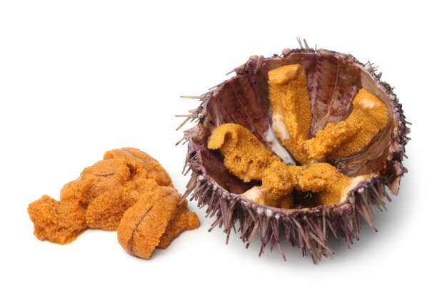 生海胆图片下载