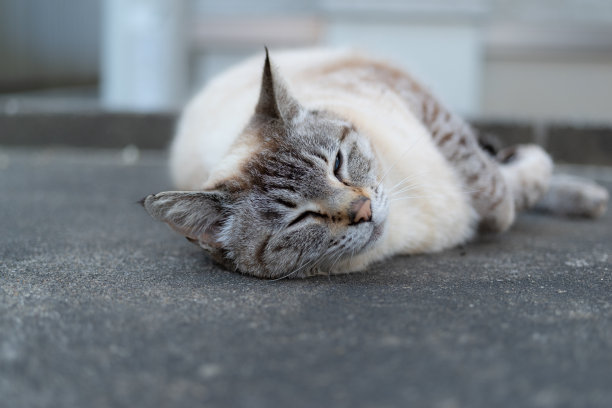 躺在猫图片下载