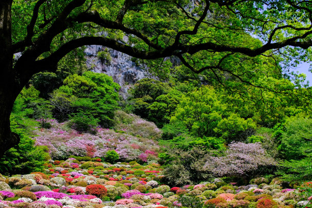 春天的荣耀图片下载