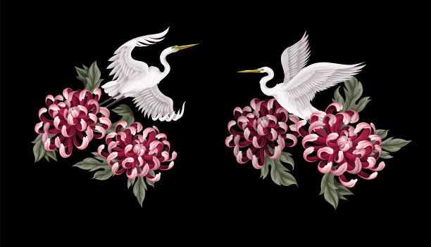 菊花、金雏菊与白鹭隔离。向量图片下载