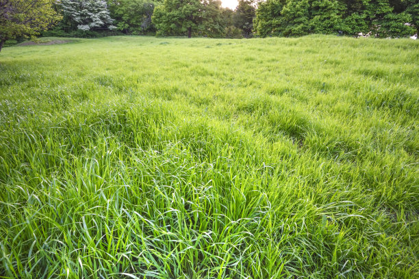 绿地广场草坪和森林自然景观。图片下载