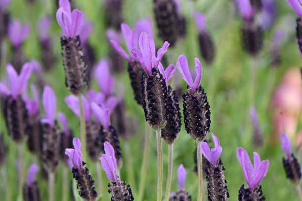 法国薰衣草(Lavandula stoechas)花。图片下载