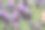 法国薰衣草(Lavandula stoechas)花。图片下载