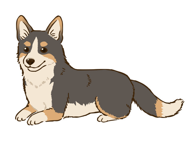 躺着的威尔士柯基彭布罗克(黑色和褐色)图片下载