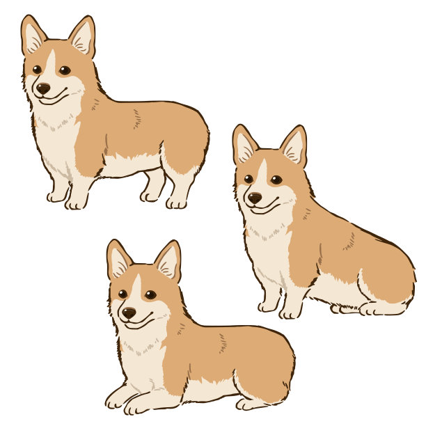 彭布罗克威尔士柯基犬摆出各种姿势(红色，卷毛尾巴)图片下载