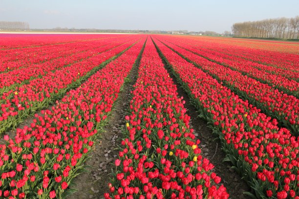 荷兰一大片红色郁金香球茎田图片下载