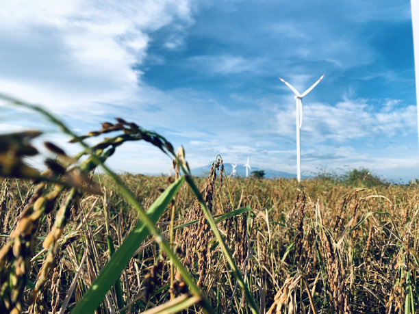 稻田里的风力涡轮机图片下载