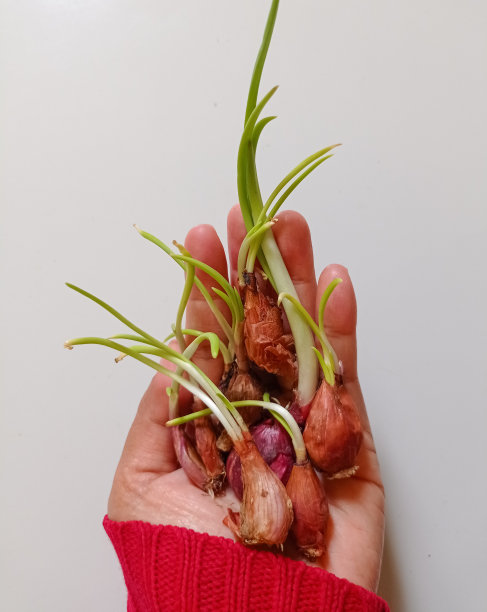 发芽葱图片下载