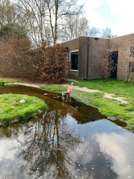 火烈鸟在河边的田野里图片下载