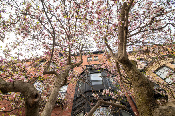 波士顿盛开的木兰图片下载