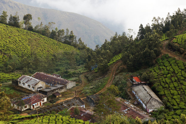 美丽的茶园与朦胧的山谷在穆纳尔喀拉拉邦农村村庄图片下载