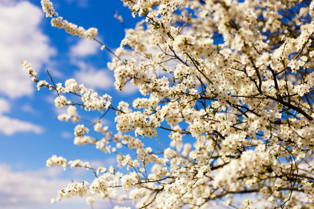 晴朗蓝天下盛开的樱桃树图片下载