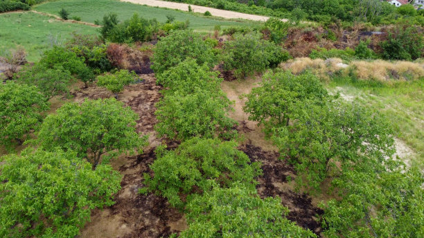 核桃树之间的火灾迹象图片下载