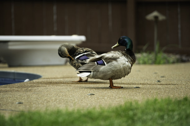 鸭子在住宅游泳池游泳后整理湿羽毛图片下载