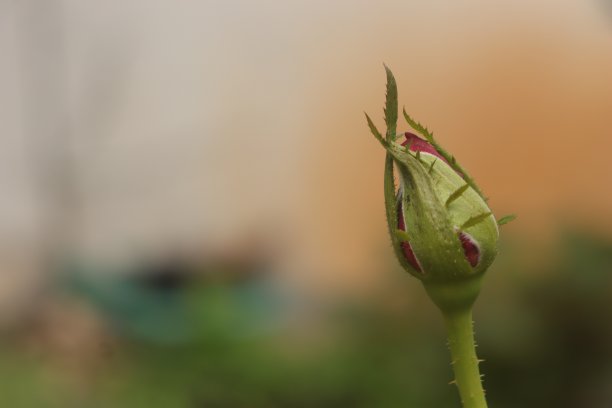 一朵美丽的红玫瑰图片下载