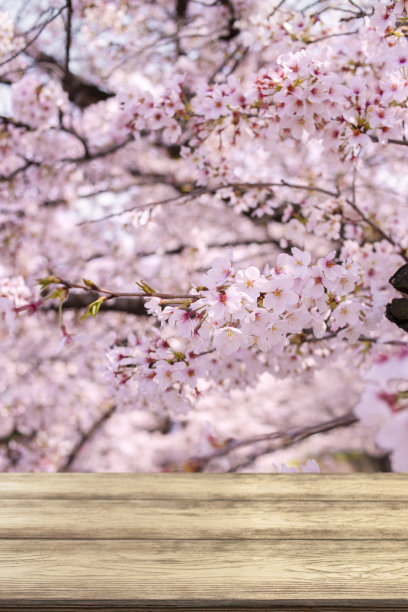 木制桌子与粉红色的花朵背景图片下载