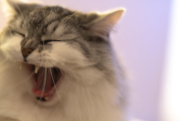 一只嘶嘶作响的猫的肖像图片下载