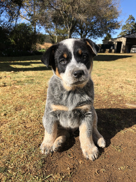 可爱坐姿的澳大利亚牧牛犬幼犬图片下载