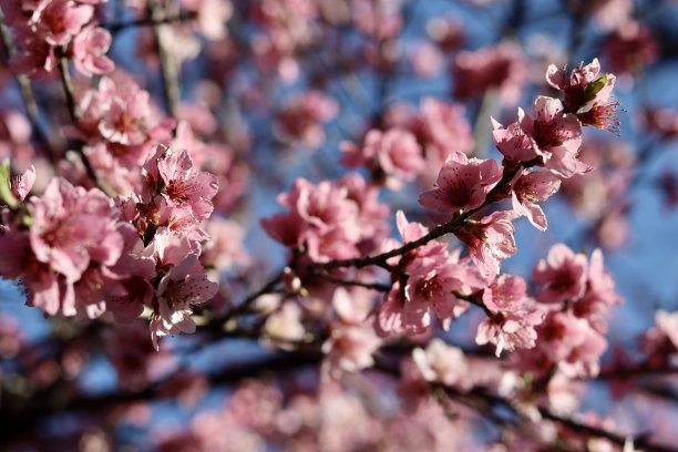春天的桃花图片下载
