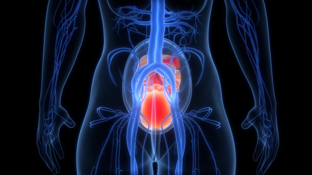 子宫解剖中的人类胎儿和婴儿图片下载