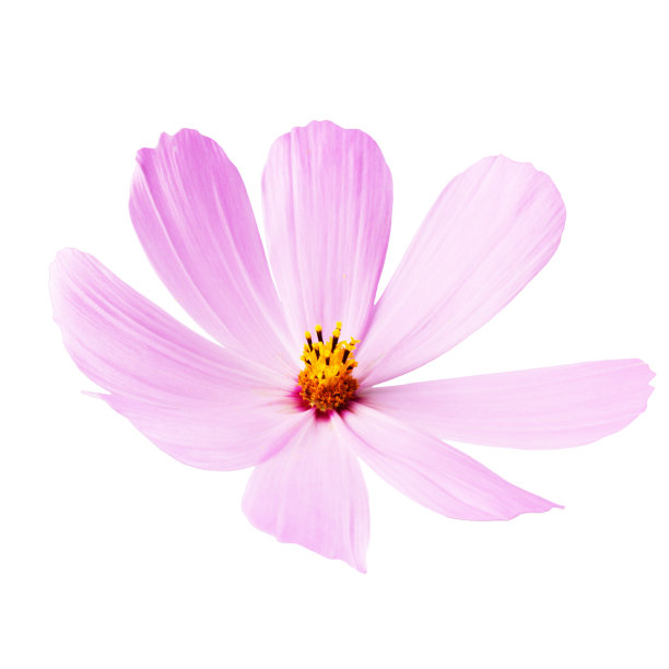 粉红色的花孤立在白色的背景上图片下载