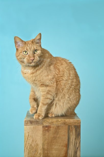 可爱的红猫坐在木柱上，好奇地看着别处。垂直图像与绿色背景。图片下载