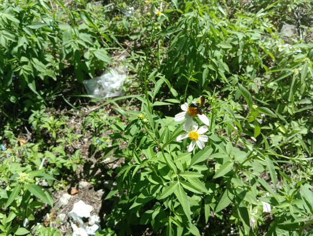 白花美图片下载