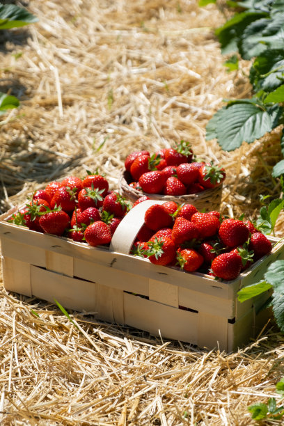 果园里的草莓田。新鲜成熟的有机草莓图片下载