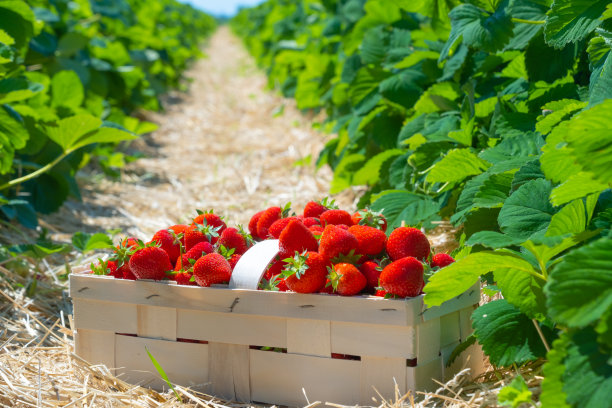 果园里的草莓田。新鲜成熟的有机草莓图片下载