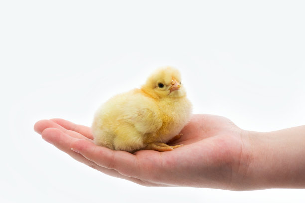 人类双手抱着刚孵出的小鸡的特写镜头。选择焦点，复制空间。图片下载