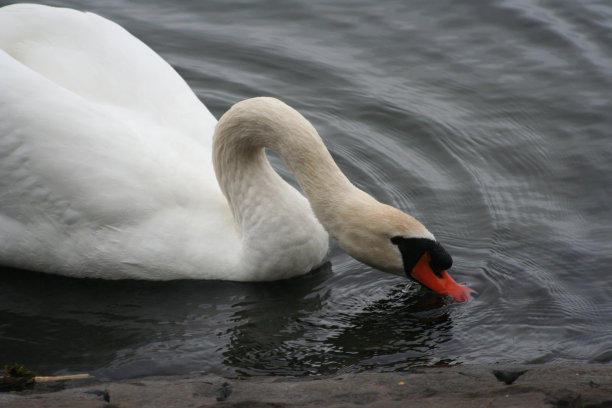 疣鼻天鹅饮酒图片下载