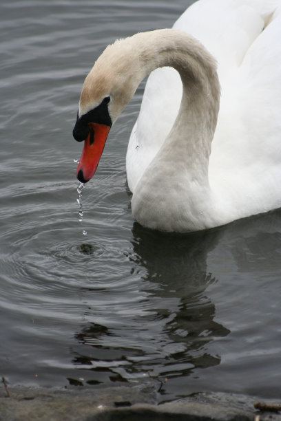 疣鼻天鹅喝水图片下载