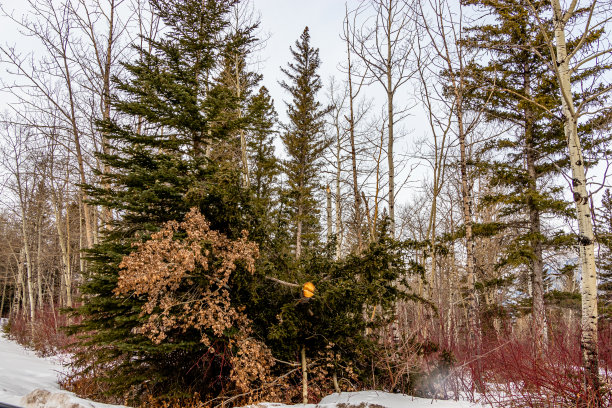 夏天的村庄，Lac de Arc，阿尔伯塔省，加拿大图片下载