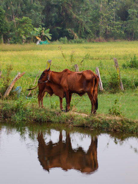 村里的养牛场。图片下载