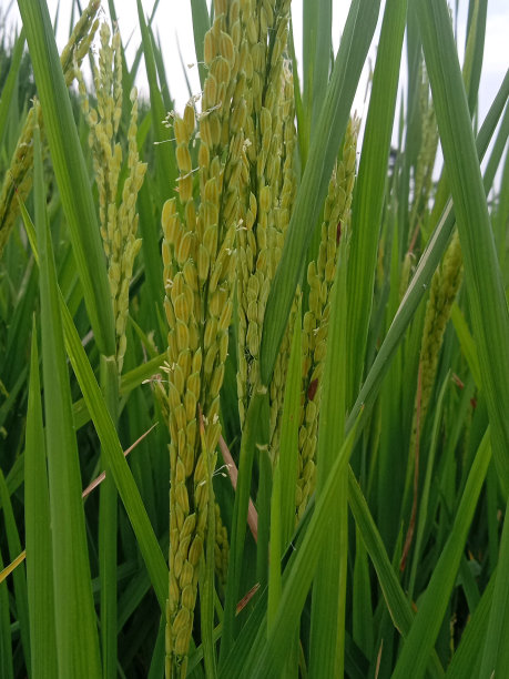 硕果幼稻图片下载