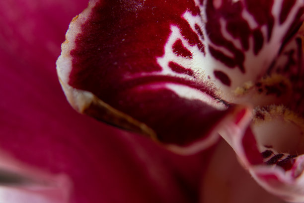 芽室内盛开的兰花微距照片为背景图片下载