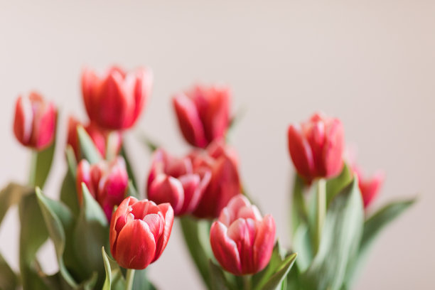 明亮的热粉色郁金香花盛开与郁郁葱葱的绿色茎和叶在明亮的自然日光与中性米色背景与复制空间图片下载