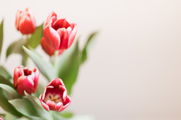 明亮的热粉色郁金香花盛开与郁郁葱葱的绿色茎和叶在明亮的自然日光与中性米色背景与复制空间图片下载