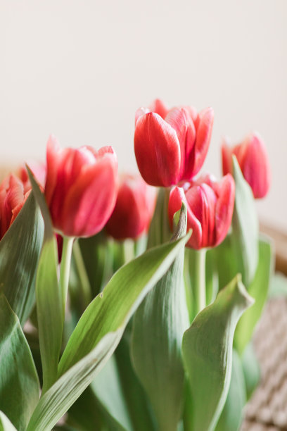 明亮的热粉色郁金香花盛开与郁郁葱葱的绿色茎和叶在明亮的自然日光与中性米色背景与复制空间图片下载