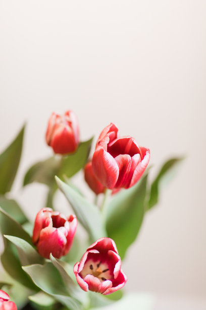 明亮的热粉色郁金香花盛开与郁郁葱葱的绿色茎和叶在明亮的自然日光与中性米色背景与复制空间图片下载